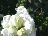 erdhummel 24-07-04(01