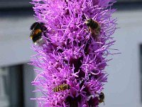 erdhummel 28-07-04(01