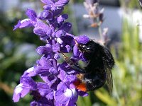 steinhummel 30-07-04(02